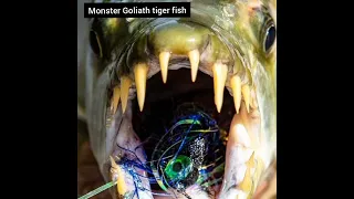 Monster Goliath tiger fish Attack..Nature Food Chain!!!