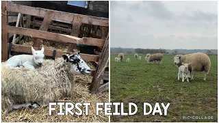 The lambs go out in the field for the first time ever… | vlog 6