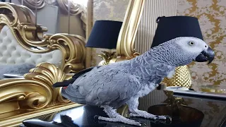 Попугай матершинник говорит с хозяином попугай ругается на муху