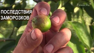 Весенние заморозки. Что стало с яблоками? Сорт Белый налив. Яблоневый сад Василе Берзой.