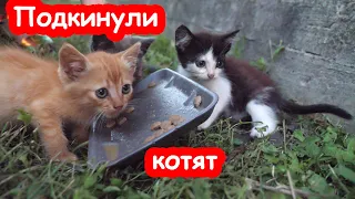 VLOG Подкинули котят