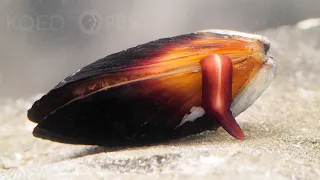 How Does the Mussel Grow its Beard? | Deep Look