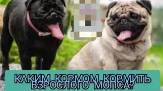 КАКИМ КОРМОМ КОРМИТЬ ВЗРОСЛОГО МОПСА? (ответ)