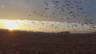 Snow goose hunting at Upper Bay Gun Club with Sean Mann Outdoors