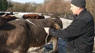 Привесы быков в феврале