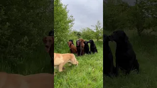 Roll call with 15 Labradors