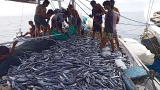 Jackpot‼️ Panen Ikan Tongkol Sebanyak Ini  KM Siporalle 43 || Nelayan Mandar