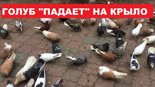 Весна с праздником... Если голуб "падает" на крыло, то нужно... If the dove "falls" on the wing