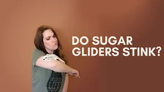 Do Sugar Gliders Stink?