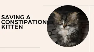 Saving A Sick Constipation Kitten|بلی کے بچے کو قبض سے بچایا|Cat Lovers