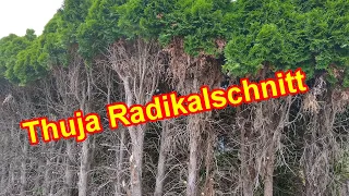 Thuja Radikalschnitt – Koniferen / Lebensbaum radikal & stark zurückschneiden