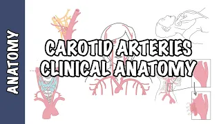 Anatomy - Carotid Artery (Carotid artery disease, aneurysm, dissection, amourosis fugax)