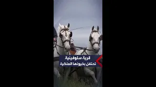 قرية سلوفينية تحتفل بخيولها الملكية بعد إدراجها على قائمة اليونسكو