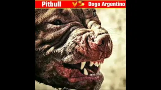 Pitbull VS. Dogo Argentino 😱🔥 | जीत किसकी होगी ? 🤯 | #shorts #youtubeshorts #trendingshorts