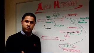 The Science of Muscle Hypertrophy -  The Role of Satellite Cells (Part I)