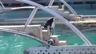 Marineland Antibes - 21/03 2016 - Keijo and Inouk in the back pools - part 1