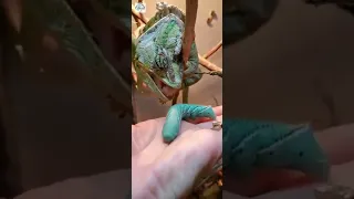 Lizard eating ASMR!!! Chameleon enjoys a snack