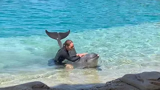 Gold Coast SeaWorld Dolphin show