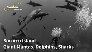 Socorro Giant Mantas, Dolphins and Sharks