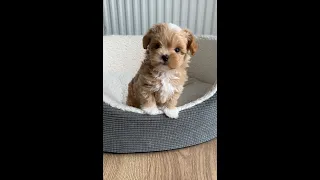 Puppy to full grown Maltipoo. From 2 weeks to 8 months old cute puppy transformation