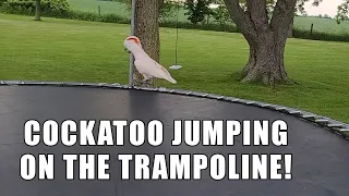Spike the Moluccan Cockatoo Jumping and Running on the Trampoline