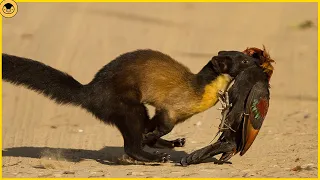 10 WILDEST Marten and Kharza Attacks Caught on Camera