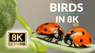 Birds In 8K ULTRA HD HDR - Collection Of Colorful Birds Relax music (60 FPS)