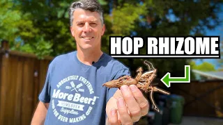 How to PLANT RHIZOMES to GROW YOUR OWN HOPS! | MoreBeer!