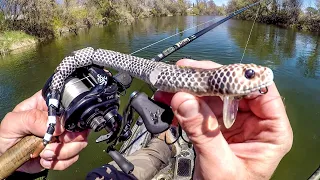 Fishing A Snake Lure For River MONSTERS!