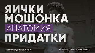 Анатомія яєчка, придатка яєчка та калитки