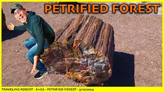 Petrified Forest: This Park Has Everything - S11E6