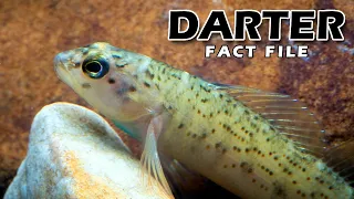 Darter Fish Facts: a DARTING Fish 🐟 Animal Fact Files