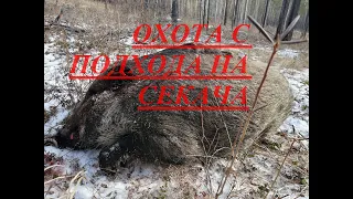 ОХОТА С ПОДХОДА НА СЕКАЧА КАБАН С ПОДХОДА HUNTING FROM THE APPROACH CLEAVER BOAR FROM THE APPROACH