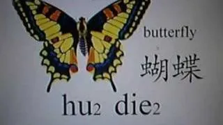 Learn Chinese - bee