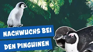 Pinguin auf Partnersuche | Panda, Gorilla & Co.