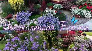 БАКОПА🦋роскошный цветок🦋 для вашего сада🦋 Уход, размножение черенками🦋100% укоренение ВЕРБЕНЫ🌺