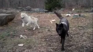 A "Wolfy" Mistletoe Surprise