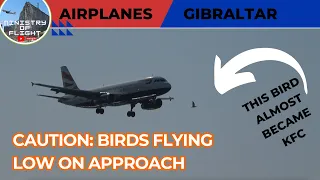 ATC Tells Pilot "Bird Activity Crossing on The Approach" During Landing Gibraltar