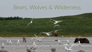 Video 333 !!! Volcano Bay - Aleutian Islands, Alaska - Bears, Wolves and Beautiful Wilderness.