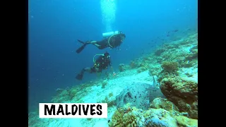 STINGRAYS FEEDING FRENZY, at Sixsenses Laamu, #Maldives #travel #diving #tauchen