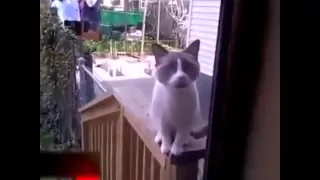 Cat talking to its human 2.0