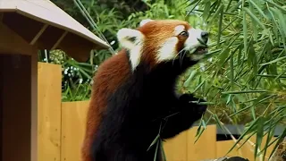 【2021/10/13】八景島シーパラダイスのコキンちゃん(♀)=Red Panda "Kokin"-Yokohama Hakkeijima(In Oct of 2021)