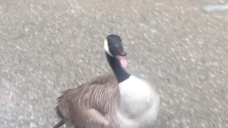 most unfriendly canadians ever , when geese attack Kobra Chicken Attack