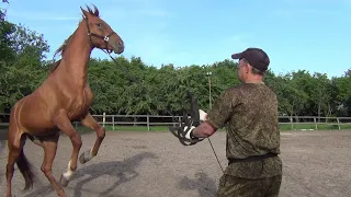 Работа молодого жеребца на корде. Horse.The work of a young stallion on the cord