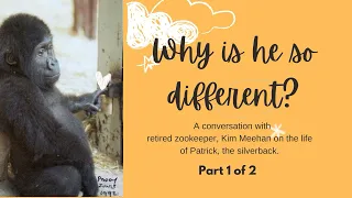 ￼Why￼ is Patrick the silverback so different￼ and living alone?