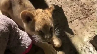 Cutest Most Adorable Lion Cubs Want Love And To Play