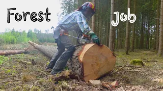 Forest job / Práce v lese , silné borovice - Stihl 462 a Echo 621 SX #364