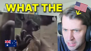 American reacts to 'How dangerous are kangaroos?'