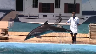 Sea Lion & Rough-toothed Dolphin Show at Gulf World Marine Park (5/7/17)