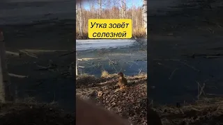 Утка зовёт селезня